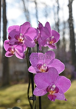 花,植物,性質(zhì)