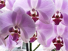 蘭花,鮮花,穗