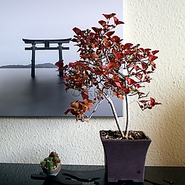 葉子,樹,性質(zhì)