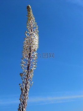 廠,開花,蘭花