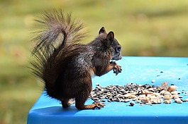 松鼠,nager,嚙齒動物