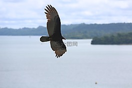 águila,鷹,鳥
