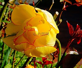 郁金香,開花,黃色