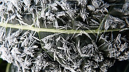 芥蘭,葉,冷冰冰