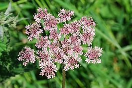 常见 hogweed,hogweed,开花