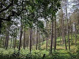 坎諾克追逐,農村,樹