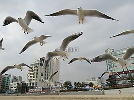 海鷗,海,新增功能