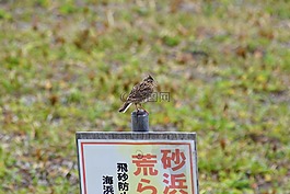 動(dòng)物,海灘,草