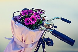 自行車,鮮花,籃