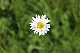 雏菊,玛格丽特,草地 margerite