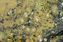 帽贝,海,自然