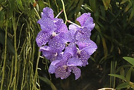 蘭花,花,開花