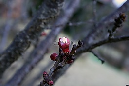 春花,樹,水果