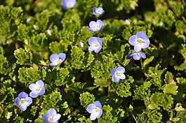 春天,鲜花,蓝色