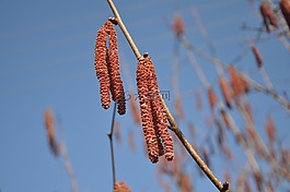 春天,榛樹,性質(zhì)
