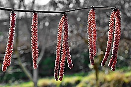 春天,榛樹,性質