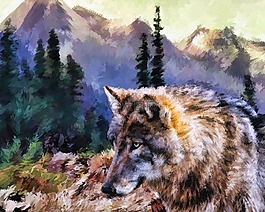 狼,野生動物,捕食者