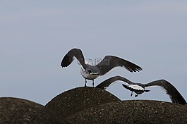動物,海灘,波斷塊