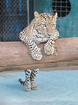 木佐,豹,動物園