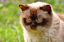 英国短毛猫,休息,轻松
