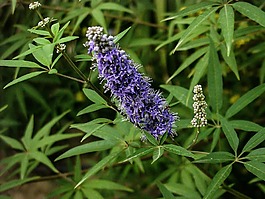 花,丁香,秋
