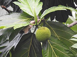 水果,叢林,樹