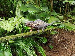 變色龍,雨林,動(dòng)物園