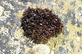 海藻,岸,rockpool餐馆