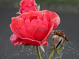 玫瑰,紅色,秋季