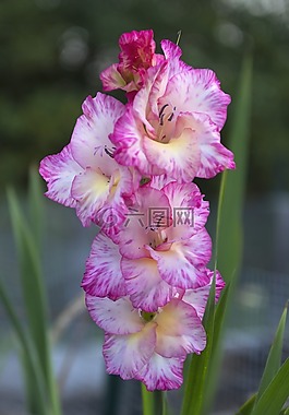 唐菖蒲,花,粉红色