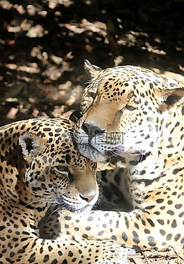 捷豹,貓,動(dòng)物園