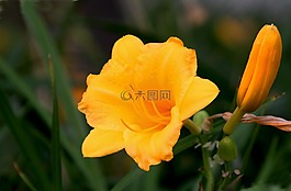 花,自然,黄昏