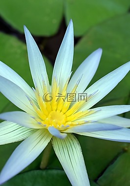 莲花,花,盛开