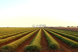 字段,綠色,地球