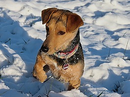狗,雪,爪