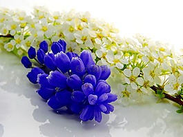 花,德卡,裝飾