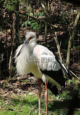 鳴鶴,鳥(niǎo),白