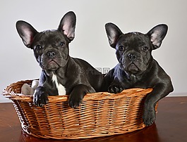 法國(guó)斗牛犬,狗,動(dòng)物