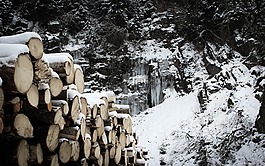 雪,木,冬天