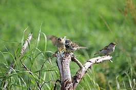 麻雀,鳥(niǎo),斯珀林