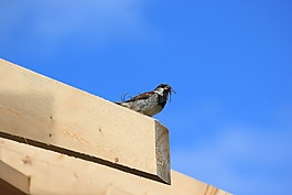 麻雀,鳥,斯珀林