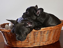 法國(guó)斗牛犬,狗,動(dòng)物