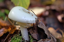 蘑菇,森林蘑菇,森林的地面