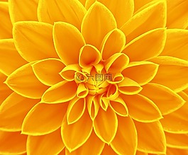 花,光明,黃色
