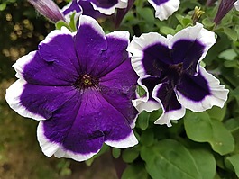 花,矮牽牛,夏季鮮花