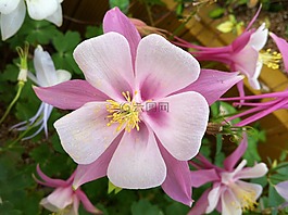 maebaltop花,鲜花,大自然