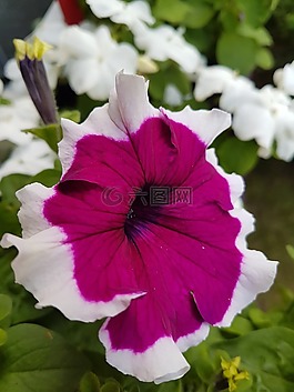 花,矮牽牛,夏季鮮花