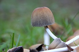 蘑菇,森林蘑菇,森林的地面