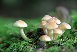 蘑菇,森林蘑菇,森林的地面