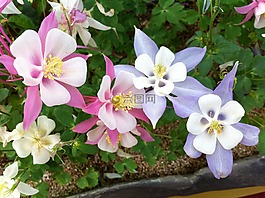 maebaltop花,鲜花,大自然
